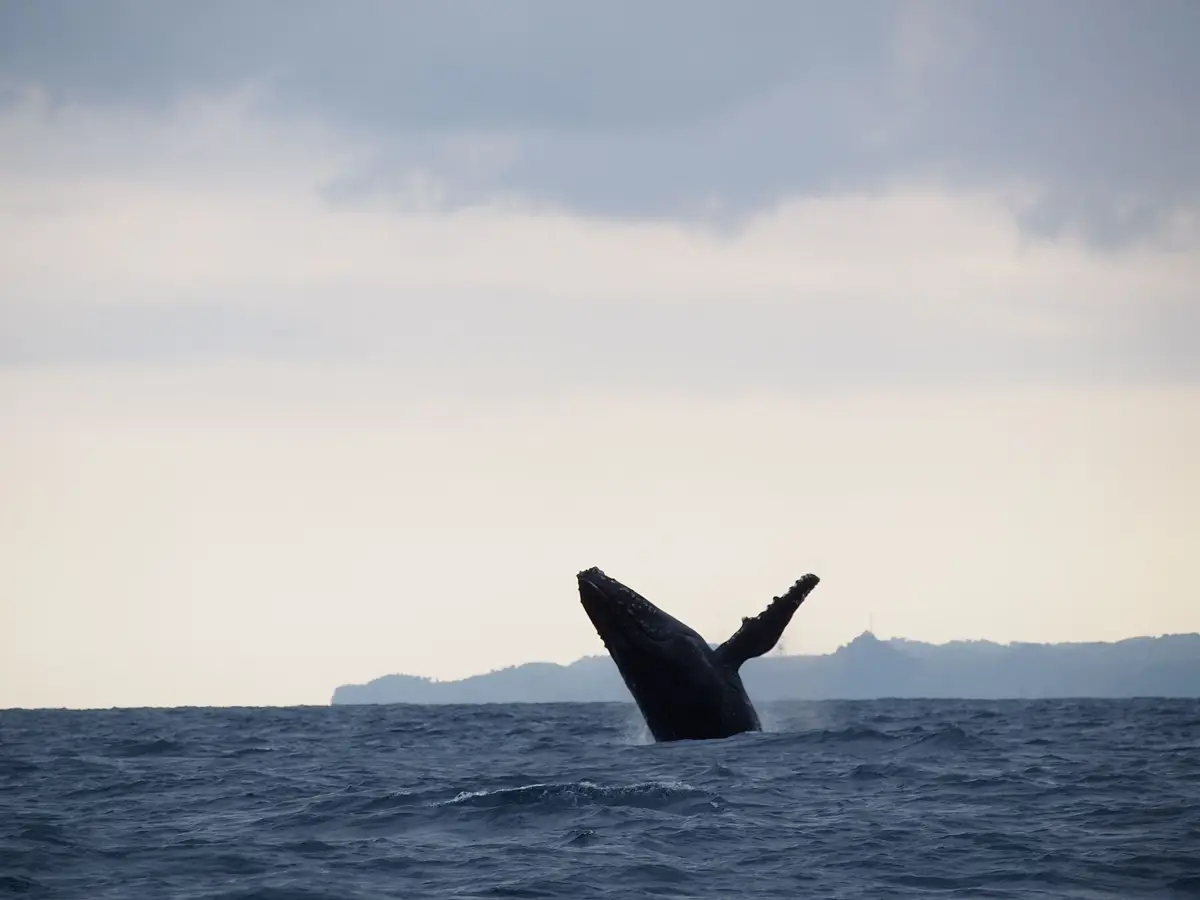 Baleine à bosse en plein saut au large de Sainte-Marie