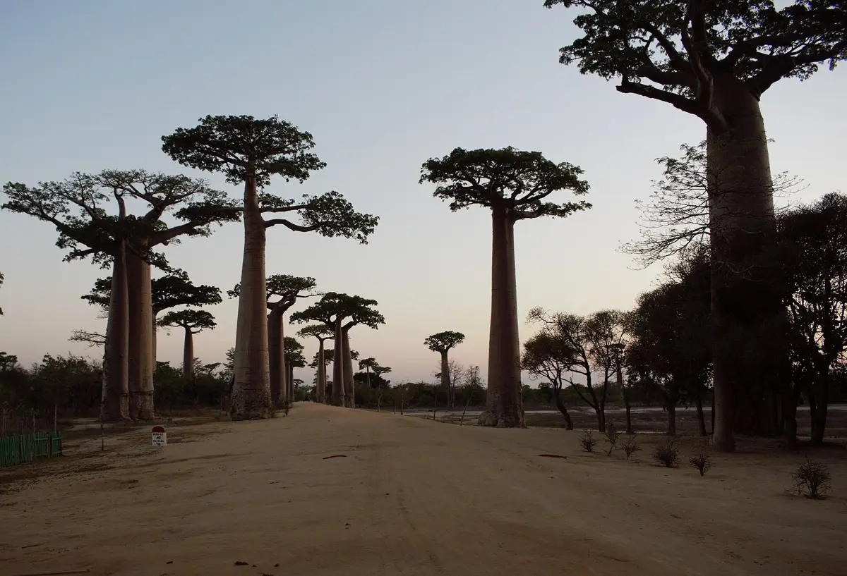 Allée des Baobabs de Morondava en fin de journée